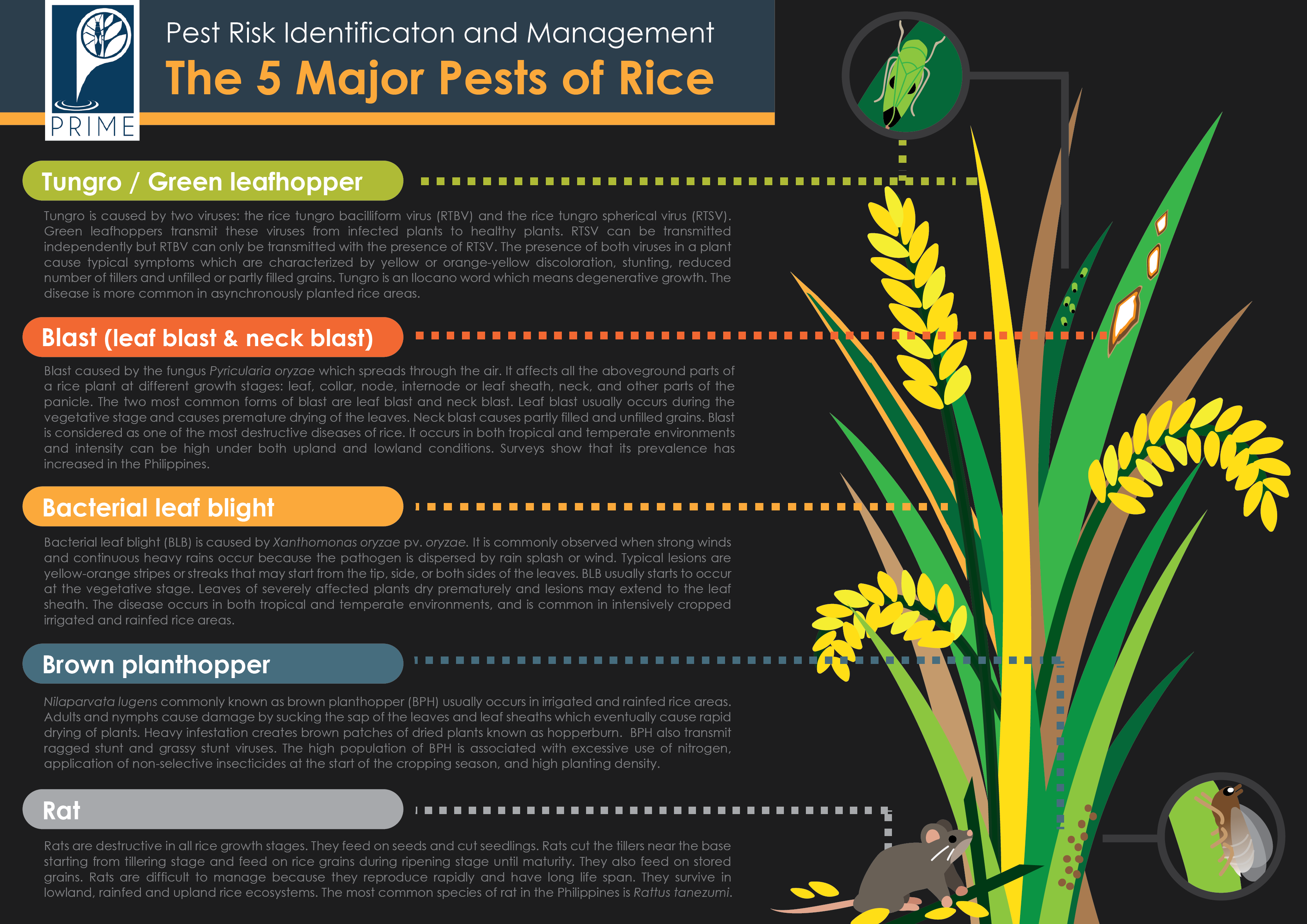 5 Major Pests of Rice